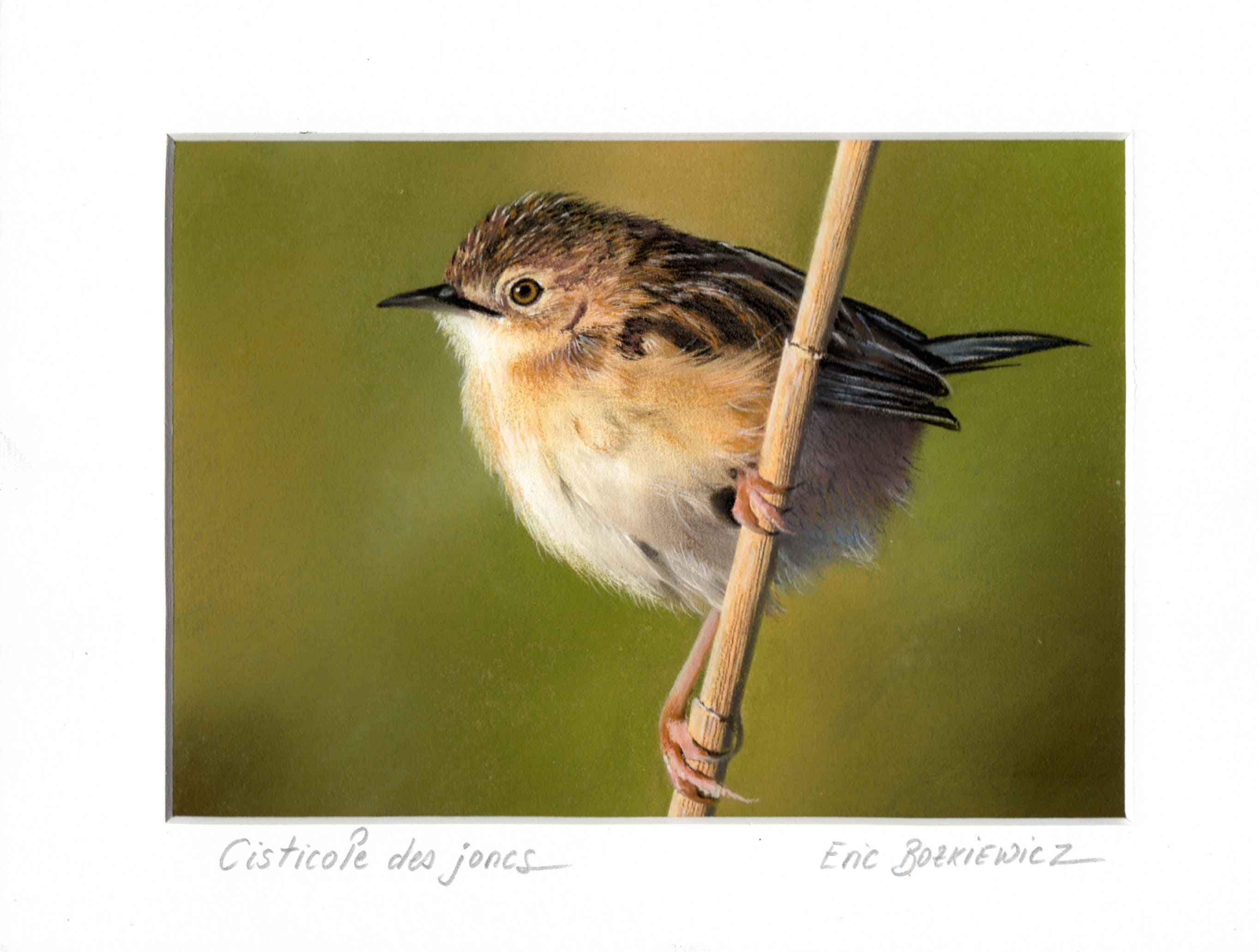 Cisticole des joncs