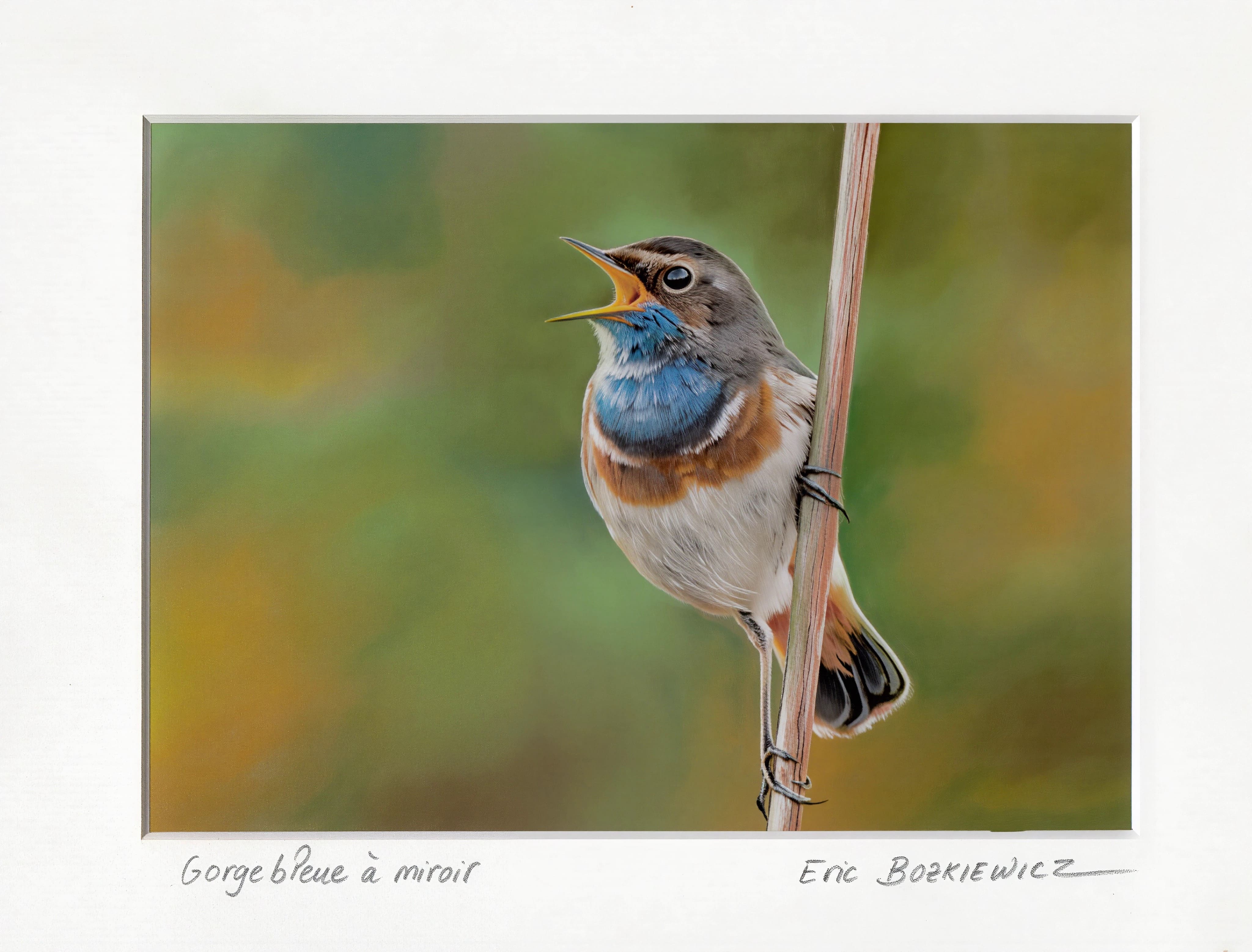 Gorgebleue à miroir