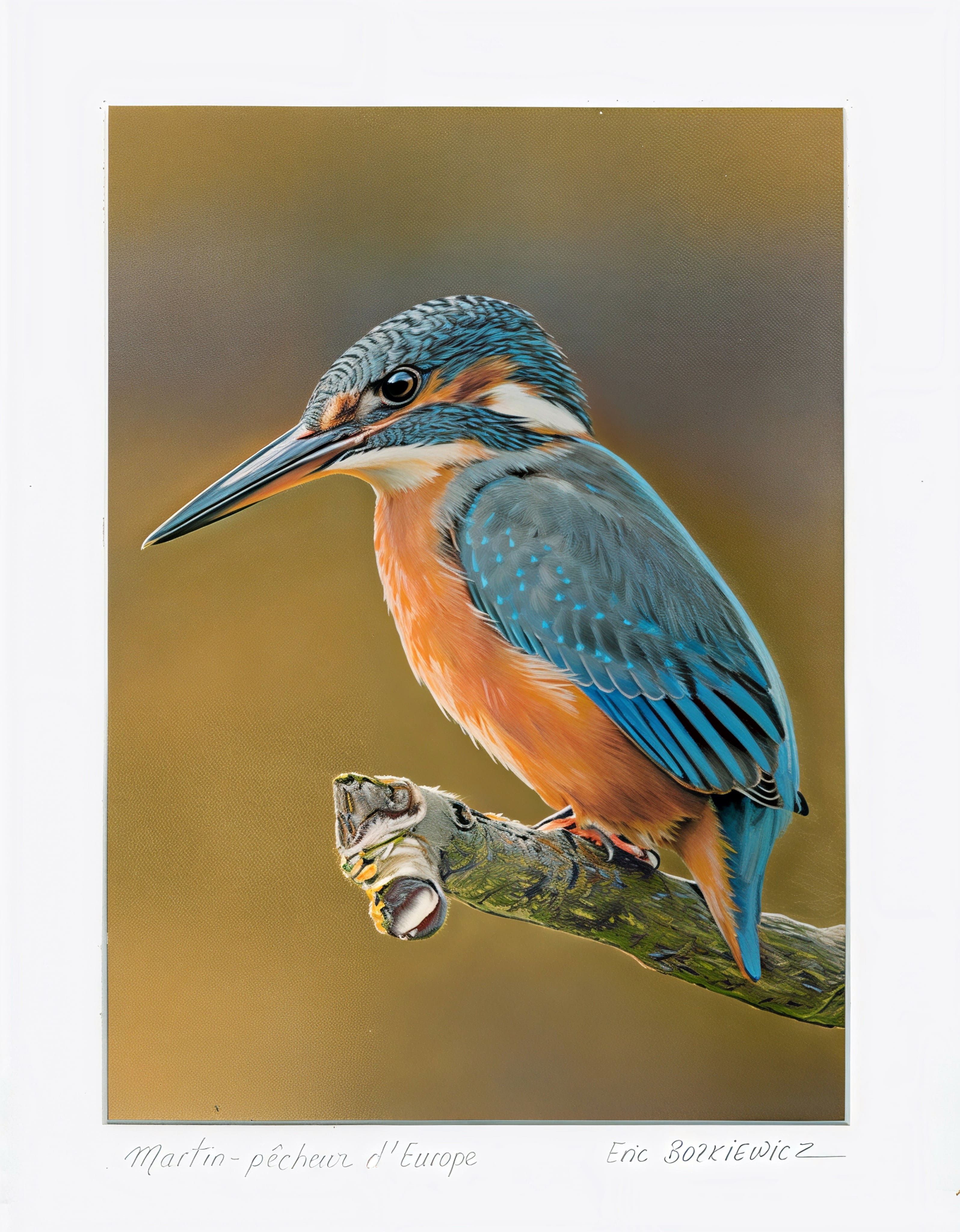 Martin-pêcheur d’Europe