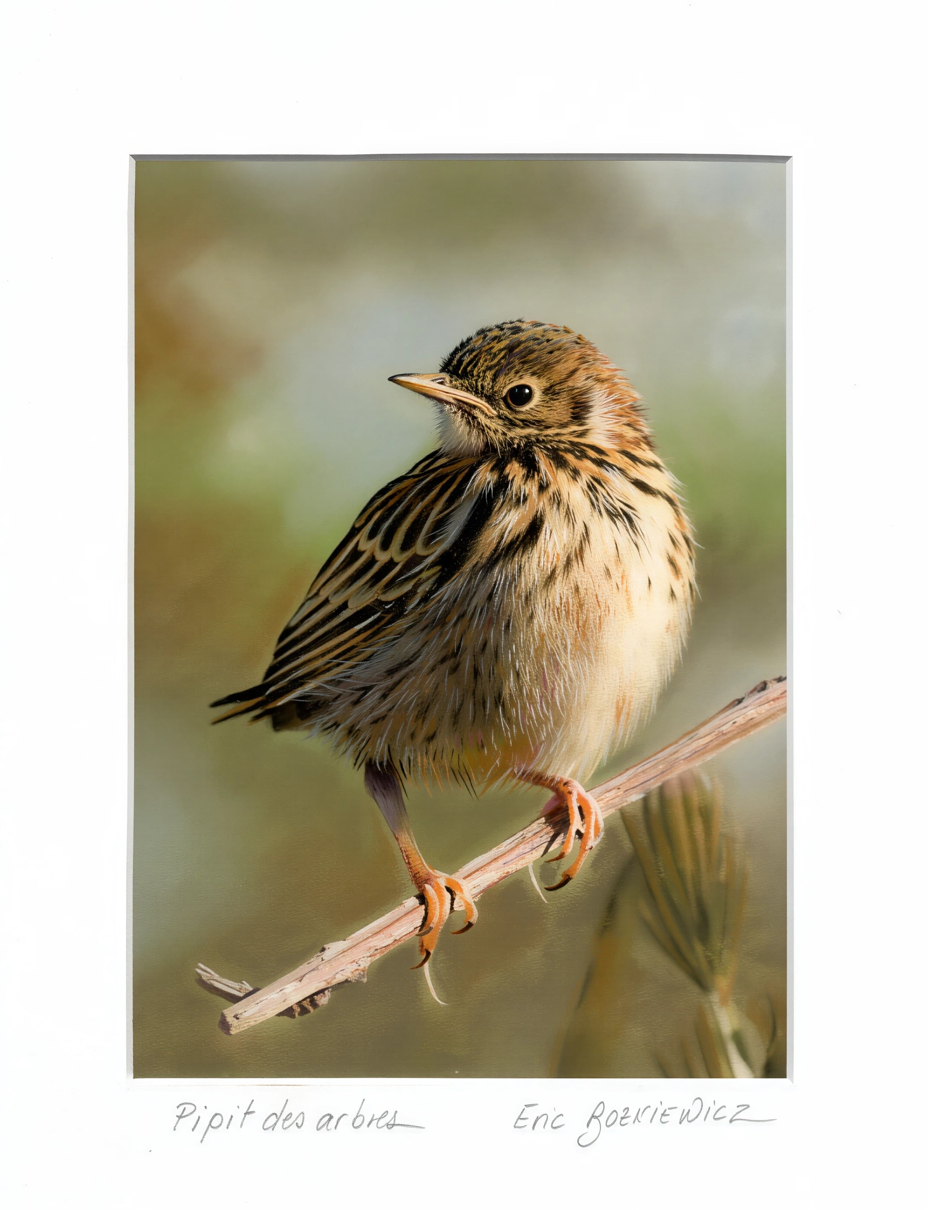 Pipit des arbres