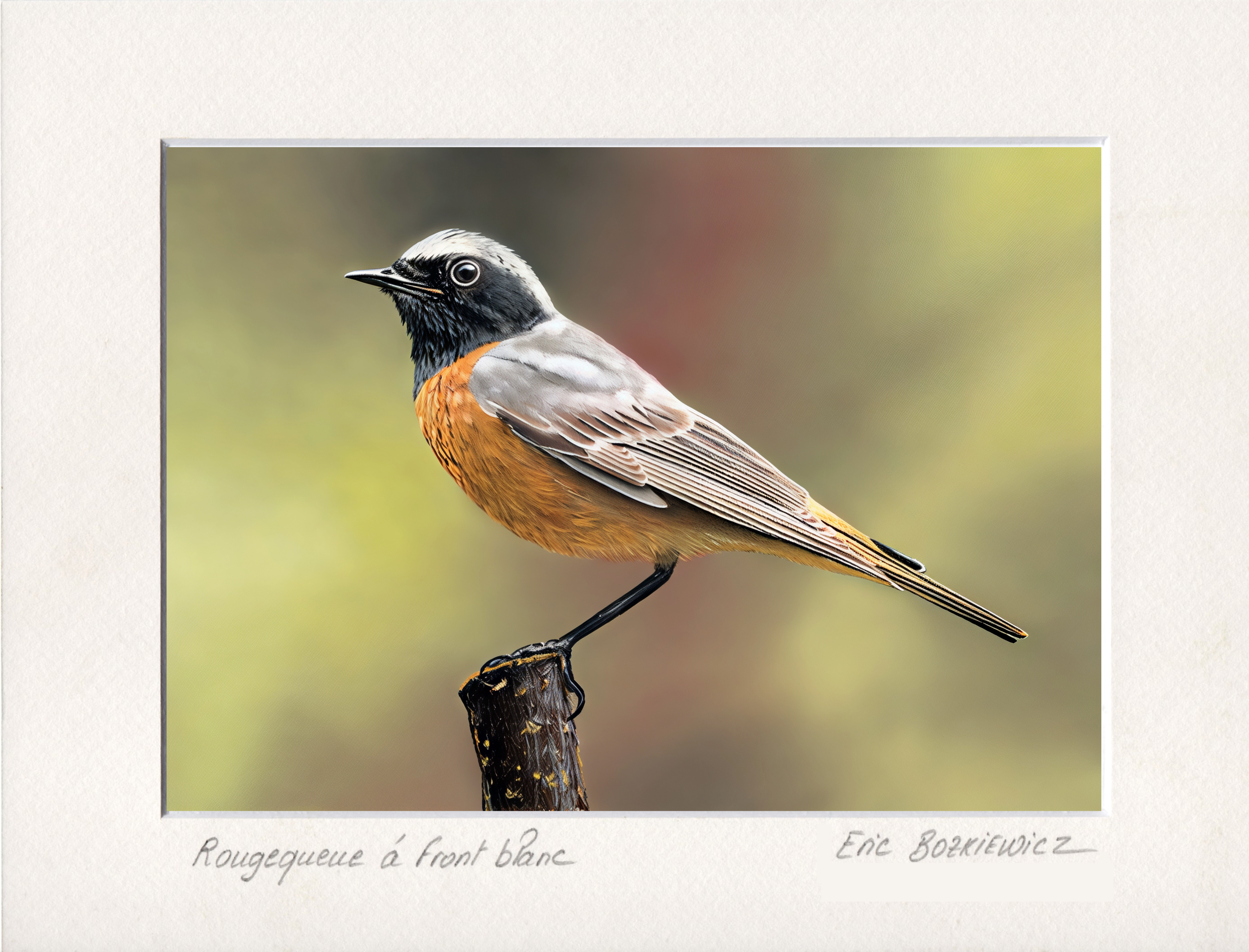 Rougequeue à front blanc